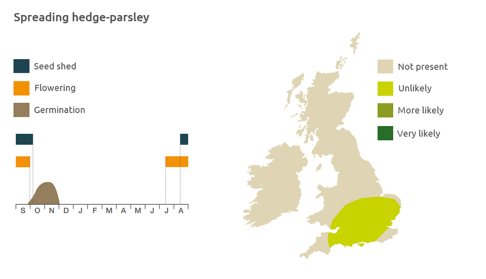 Spreading hedge-parsley life cycle and UK distribution